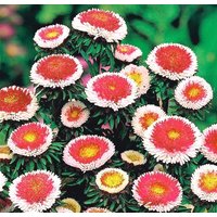 China Aster Pompom/Hinomaru Blüten 0, 5G/100 Samen - Callistephus Chinensis Gmo Free von EuroGardenStore