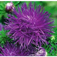 China Aster Tall Needle Purple Flowers 1G/200 Samen - Callistephus Chinensis Gmo Free von EuroGardenStore
