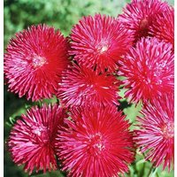 China Aster Tall Needle Valentine Pink Flowers 1G/200 Samen - Callistephus Chinensis Gmo Free von EuroGardenStore