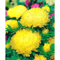 China Aster Tall Peony Gelbe Blumen 1G/200 Samen - Callistephus Chinensis Gmo Free von EuroGardenStore