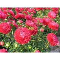 China Aster Zwerg Ribbon Rote Blumen 100 Samen - Callistephus Chinensis Gmo Frei von EuroGardenStore