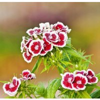 China Pink Merry Go Round Flowers 0, 3G/150 Samen - Dianthus Chinensis Gmo Free von EuroGardenStore