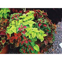 Coleus Blumego Blend Bemalte Brennessel Blumen 0, 1G/100 Samen - Blumei Gmo Free von EuroGardenStore