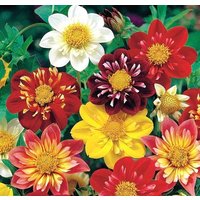 Dahlie Zwerg Collarette Dandy Blumen Mischung 0, 5G/50 Samen - Dahlia Variabilis Gmo Free von EuroGardenStore