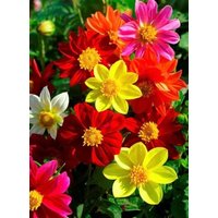 Dahlie Zwerg Miniatur Blumen Mischung 0, 5G/50 Samen - Dahlia Variabilis Liliput Gmo Free von EuroGardenStore