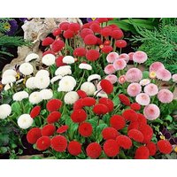 Daisy Pompom Blumen Mischung 0, 2G/300 Samen - Bellis Perennis Pomponette Gmo Free von EuroGardenStore