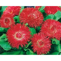 Daisy Red Flowers 0.1G/150 Samen - Bellis Perennis Gmo Free von EuroGardenStore