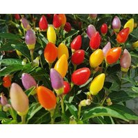 Dekorative Pfeffermischung 0, 5G/60 Samen - Capsicum Annuum Gmo Free von EuroGardenStore