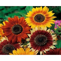 Dekorative Sonnenblumenmischung 2G/50 Samen - Helianthus Annuus Gmo Free von EuroGardenStore