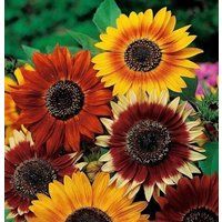 Dekorative Sonnenblumenmischung 6G/160 Samen - Helianthus Annuus Gmo Fre von EuroGardenStore