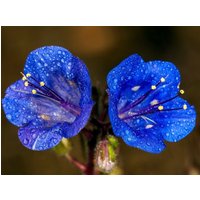 Desertbells California Bluebell Flowers 0, 5G/200 Samen - Phacelia Campanularia Gmo Free von EuroGardenStore