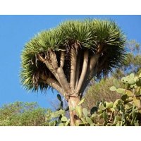 Drachenbaum Drachen Bonsai Baum 5 Samen - Dracaena Draco Gmo Frei von EuroGardenStore