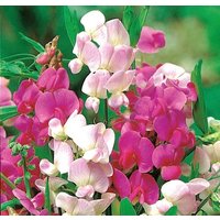 Erbse Sweet Pea Kletterblumen 1G/20 Samen - Lathyrus Latifolius Gmo Free von EuroGardenStore