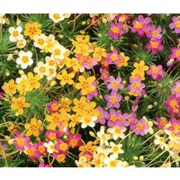 Falsche Baby Sterne Blumen Mischung 0, 1G/200 Samen - Leptosiphon Hybrida Gmo Free von EuroGardenStore