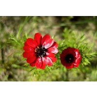 Fasanaugen Adonis Scarlet Blüten 1G/100 Samen - Aestivalis Gmo Frei von EuroGardenStore