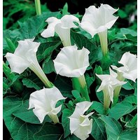Füllhorn Dornapfel Teufelstrompete Weiße Blüten 0, 3G/20 Samen - Datura Fastuosa Gvo-Frei von EuroGardenStore
