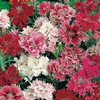 Garden Pink Spring Beauty Duftende Blütenmischung 0, 5G/100 Samen - Dianthus Plumarius Gmo Free von EuroGardenStore