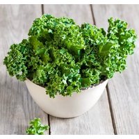 Grünkohl Kapral 2G/300 Samen - Brassica Oleracea Gmo Frei von EuroGardenStore