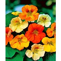 Kapuzinerkresse Tom Thumb Zwergblumen 5G/20 Samen - Tropaeolum Majus Nanum Gmo Free von EuroGardenStore