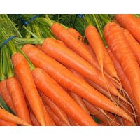 Karotte - Dolanka 5G/1000 Samen Daucus Carota Gmo Free von EuroGardenStore