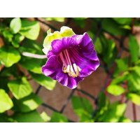 Kathedrale Bells Tasse Und Untertasse Vine Lila Creeper Blumen 6 Samen - Cobaea Scandens Gmo Free von EuroGardenStore