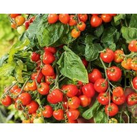 Kirschtomate/Gartenperle 0, 3G 60 Samen - Lycopersicon Esculentum Gmo Frei von EuroGardenStore