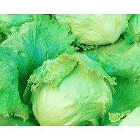 Kopfsalat/Traper 1G 200 Samen - Lactuca Sativa Gmo Free von EuroGardenStore