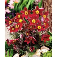 Küchenschelle Blumenwiese Anemone Rote Blumen 0.2G/40 Samen - Pulsatilla Vulgaris Gmo Frei von EuroGardenStore