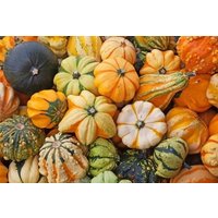 Kürbis Dornenkrone 2G/30 Samen - Cucurbita Pepo Gmo Free von EuroGardenStore