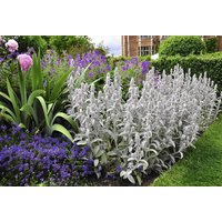 Lamb's Ear Woolly Betony Blumen 0, 2G/50 Samen - Stachys Byzantina Gmo Free von EuroGardenStore