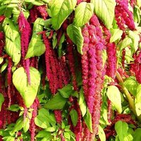 Love Lies Blutende Quaste Blume Amaranth Red Cascade Flowers 1G/1000 Samen - Amaranthus Caudatus Gmo Frei von EuroGardenStore