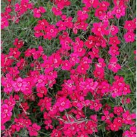 Maiden Pink Nelkenblüten 0, 3G/500 Samen - Dianthus Deltoides Gmo Free von EuroGardenStore