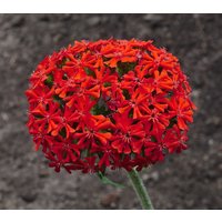 Malteserkreuz Jerusalemkreuz Blume Von Bristol Red Flowers 0.5G/200 Samen - Lychnis Chalcedonica Gmo Free von EuroGardenStore