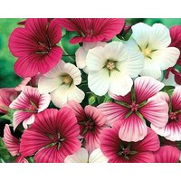 Malvenblütenmischung 2G/600 Samen - Malope Trifida Gmo-Frei von EuroGardenStore