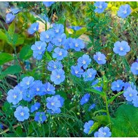 Mehrjährige Flachs Blaue Blumen 1G/100 Samen - Linum Perenne Gmo Free von EuroGardenStore