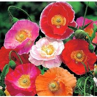 Mohn Shirley Blüten Mischung 1G /1000 Samen - Papaver Rhoeas Gmo Frei von EuroGardenStore