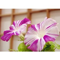 Morning Glory Harlekin Kletterblumen 1G/30 Samen - Ipomoea Purpurea Gmo Free von EuroGardenStore