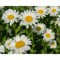 Ochsenauge Daisy Margerite Blumen 1G/300 Samen - Chrysanthemum Leucanthemum Gmo Free von EuroGardenStore