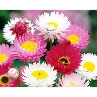 Papier Daisy Immer Währende Flowers Blend 1G/200 Samen - Helipterum Roseum Gmo Free von EuroGardenStore