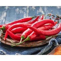 Pepper Westlandia 0, 5G/30 Samen - Capsicum Annuum Gmo Frei von EuroGardenStore