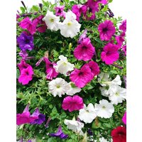 Petunia Blumen Mischung 0, 1G/20 Samen - Hybrida Gmo Frei von EuroGardenStore