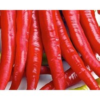 Pfeffer/Künstler 0, 5G/20 Samen - Capsicum Annuum Gmo Free von EuroGardenStore