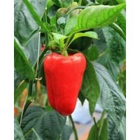 Pfeffer Rubin/Rubinova 0, 5G 30 Samen - Capsicum Annuum Gmo Free von EuroGardenStore