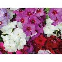 Phlox Drummond's Flowers Blend 0.5G/100 Samen - Drummondii Gmo Frei von EuroGardenStore