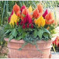 Plume Celosia Feder Mischung 0, 5G/100 Samen - Argentea Plumosa Gmo Frei von EuroGardenStore