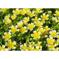 Pochierte Aubergine Douglasie Wiesenschaumkraut Blumen 1G/100 Samen - Limnanthes Douglasii Gmo Free von EuroGardenStore