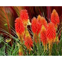 Red Hot Poker Fackel Lilien Blumen 0.2G/50 Samen - Kniphofia Uvaria Gmo Free von EuroGardenStore