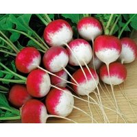 Rettich/Cracovian 10G - 300 Samen Raphanus Sativus Gmo Frei von EuroGardenStore