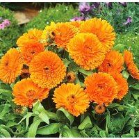 Ringelblume Essbare Orangenblüten 1G/50 Samen - Calendula Officinalis Gmo Free von EuroGardenStore