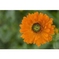 Ringelblume Grünherz Blumen 2G/100 Samen - Calendula Officinalis Gmo Free von EuroGardenStore